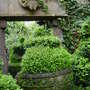 Buxus