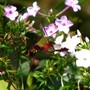 Hummingbird moth