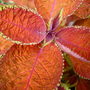 Coleus for Autumn colour. September 13th 2008. (Solenostemon scutellariodes)