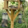 Goldfinches and collared doves.