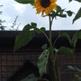 Sunflower - Giant