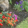 Summer_garden_2008__finn_and_popps_219
