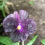 New_viola__black_delight_