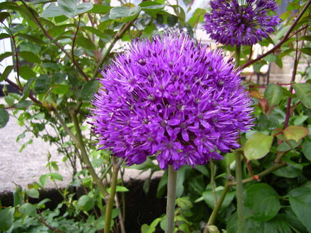alium purple sensation