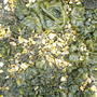 FUNGUS    Peziza (Peziza)