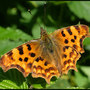 comma butterfly