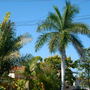 Arenga pinnata - Black Sugar Palm/ Roystonea regia - Cuban Royal Palm (Arenga pinnata, Roystonea regia)