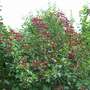Hawthorn Berries.