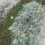 Wild Sage