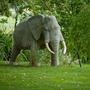 concrete elephant