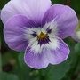 Viola__babyface_