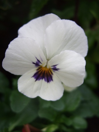 Viola 'Babyface White' (Viola tricolor)
