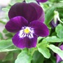 Viola_sorbet__plum_velvet_