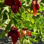 Kigelia_pinnata__flower_120
