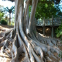 Ficus macrophylla (Australian Banyan)