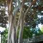 Ficus macrophylla - Moreton Bay Fig