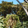 Ficus macrophylla