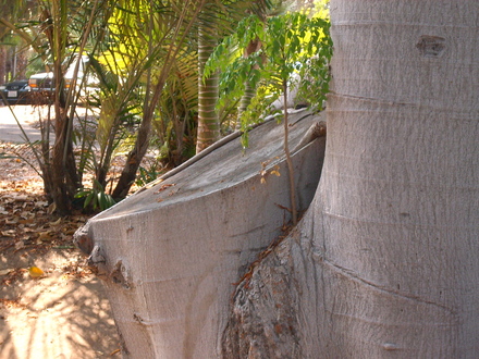 Ficus macrophylla - Moreton Bay Fig - large branch cut (Ficus macrophylla)