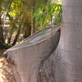 Ficus macrophylla