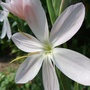 Schizostylis__pink_princess__1