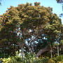 Ficus macrophylla