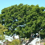 Ficus microcarpa (F. retusa, nitida)  - Indian Laurel (Ficus microcarpa (F. retusa, nitida))