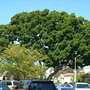Balboa_park_pics_9-17-08_072