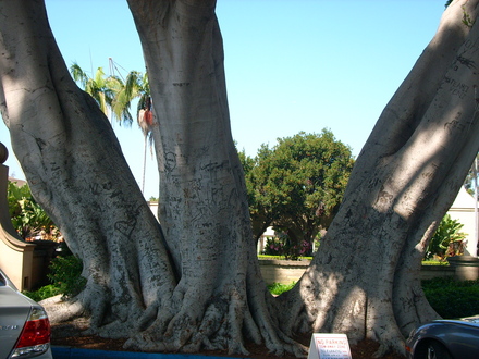 Ficus microcarpa (F. retusa, nitida)  - Indian Laurel (Ficus microcarpa (F. retusa, nitida))