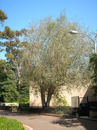 Ficus religiosa - Bo tree (Ficus religiosa)