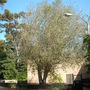 Balboa_park_pics_9-17-08_104