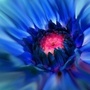 dahlia virginia  blue
