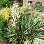 Yucca gloriosa 'Variegata' - 2 (Yucca gloriosa 'Variegata')