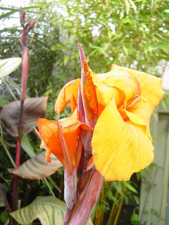 Canna in flower. September 20th 2008