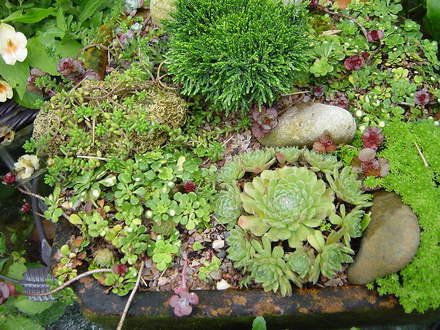 The newly planted miniature gravel garden.