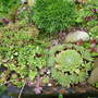 The newly planted miniature gravel garden.