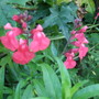 Salvia_greggii____rosea_