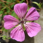 Geranium__pink_penny_