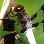Dragonfly is eating one of my cute, little green spiders...!