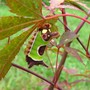 A caterpillar I certainly could do without