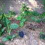 My tropical bed disaster