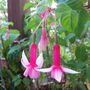 Picture_105