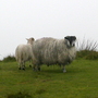 sheep at the top of the mountain