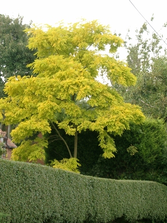 Stunning Robinia pseudoacacia 'Frisia' (Robinia pseudoacacia (False acacia) 'Frisia')