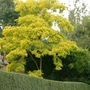Stunning Robinia pseudoacacia 'Frisia' (Robinia pseudoacacia (False acacia) 'Frisia')