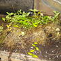 Vinca minor Part 3