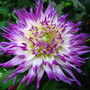 Dahlia
