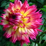 Dahlias are liking the cooler weather (Dahlia - 'Nenekazi')