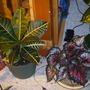 Begonia and something
