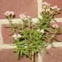 Crassula sarcocaulis (Crassula sarcocaulis)