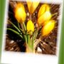 Crocusblurred